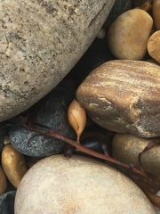 Phyllospora comosa