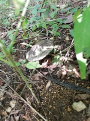 Rhinoclemmys rubida rubida