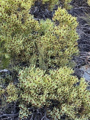 Leucadendron arcuatum