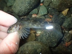 Cottus
