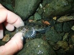 Cottus