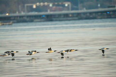 Mergus merganser americanus