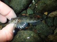 Cottus