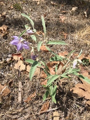 Solanum elaeagnifolium
