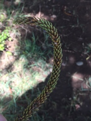 Araucaria