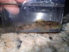 Cottus