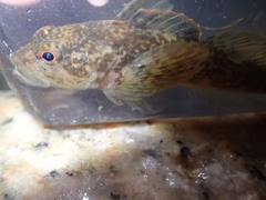 Cottus