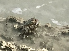 Grapsus albolineatus