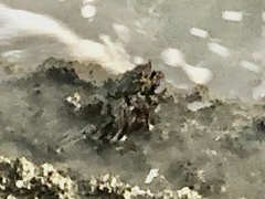 Grapsus albolineatus