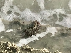 Grapsus albolineatus