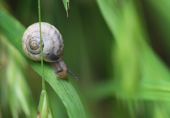 Bradybaena similaris