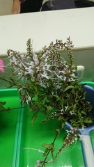 Orthosiphon aristatus