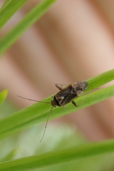 Diomocoris