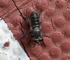 Atomosia melanopogon