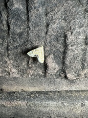 Acentropinae