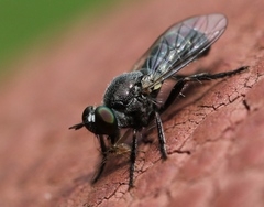 Atomosia melanopogon