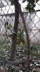 Artocarpus heterophyllus