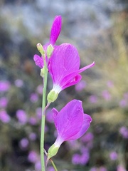 Heliophila juncea