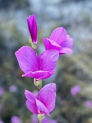 Heliophila juncea
