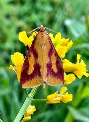 Ostrinia palustralis