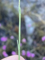 Heliophila juncea