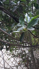 Artocarpus heterophyllus