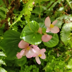 Begonia semperflorens-cultorum