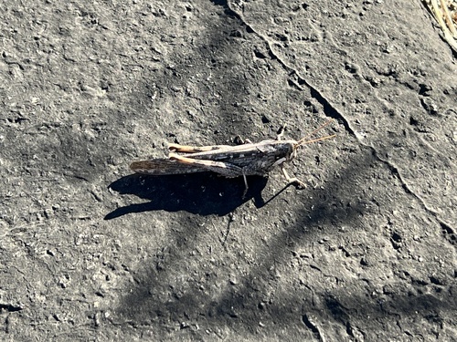 iNaturalist observation photo of Gray Bird Grasshopper