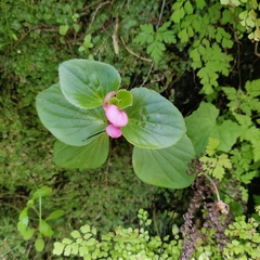 Begonia semperflorens-cultorum