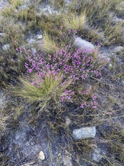 Heliophila juncea