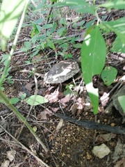 Rhinoclemmys rubida rubida