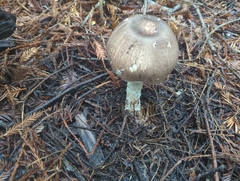 Agaricus moelleri