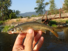 Ptychocheilus oregonensis