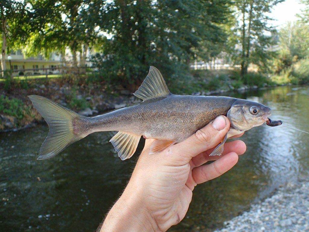 Bouche coupante (Acrocheilus alutaceus) — Cyprinidae