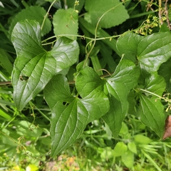 Dioscorea communis