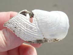 Zirfaea