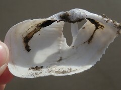 Zirfaea