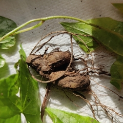 Dioscorea communis