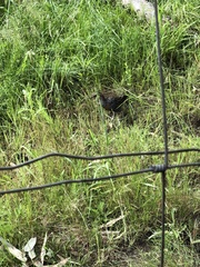 Gallirallus philippensis mellori