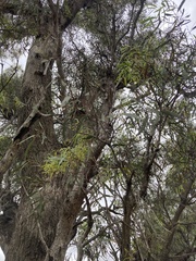 Eucalyptus largiflorens