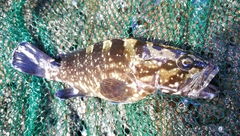 Epinephelus daemelii