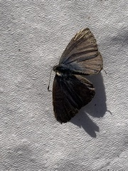 Leptotes pirithous