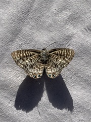 Leptotes pirithous