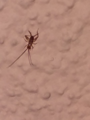 Gryllodes sigillatus