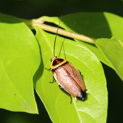 Ellipsidion reticulatum