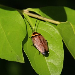 Ellipsidion reticulatum