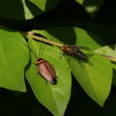 Ellipsidion reticulatum