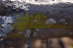 Chrysothrix xanthina