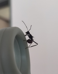 Polyrhachis abdominalis