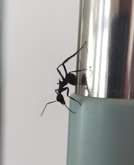 Polyrhachis abdominalis